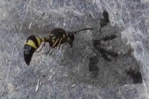 Réf. 317 625 : Eumenes sp.